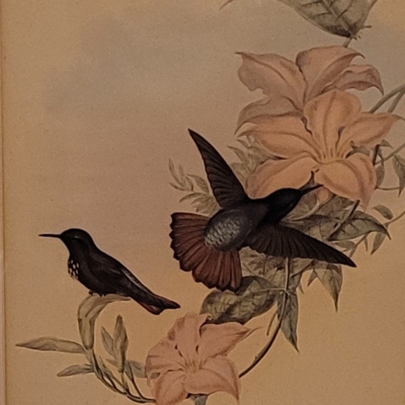 J. Gould and HC Richter Hummingbirds Aglaeactics Pamela Litho - Picture 11 of 16